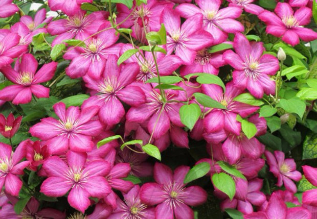 Клематис гибридный Вилли Де Лион